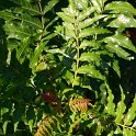 Harpephyllum caffrum